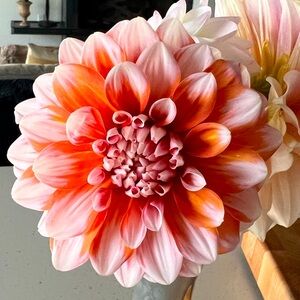 Ala Mode Dahlia Tuber